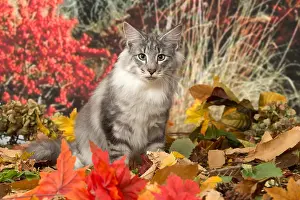 Norwegians: Norwegian cat outdoors in autumn