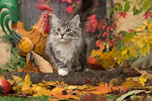 Norwegians: Norwegian cat outdoors in autumn