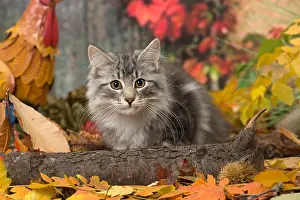 Norwegians: Norwegian cat outdoors in autumn