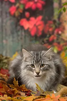 Norwegians: Norwegian cat outdoors in autumn