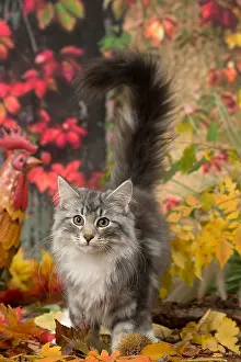 Norwegians: Norwegian cat outdoors in autumn