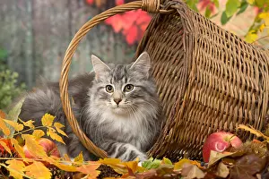 Norwegians: Norwegian cat outdoors in autumn