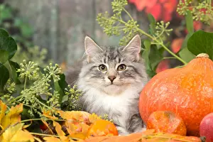 Hallowe En: Norwegian cat outdoors in autumn