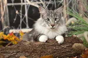 Leaning: Norwegian cat outdoors in autumn