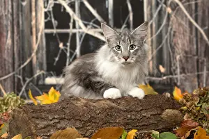 Norwegians: Norwegian cat outdoors in autumn