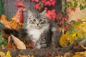 Norwegians: Norwegian cat outdoors in autumn