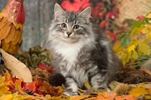 Norwegians: Norwegian cat outdoors in autumn