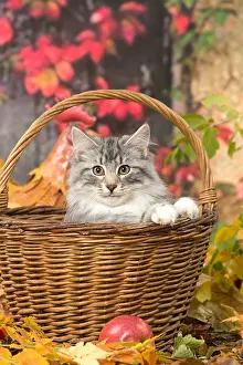 Baskets: Norwegian cat outdoors in autumn