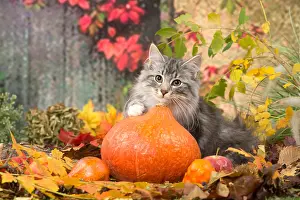 Pumpkins: Norwegian cat outdoors in autumn