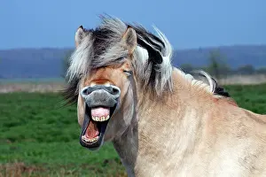 Opened: Norwegian Fjord Horse (Equus przewalskii f. caballus)