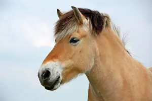 Equids: Norwegian Fjord Horse, portrait