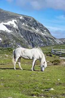 Dovrefjell: Norwegian Fjord Horse, White horse grazing in a
