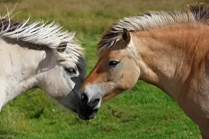 Mamm: Norwegian Fjord ponies, two horses getting acquainted