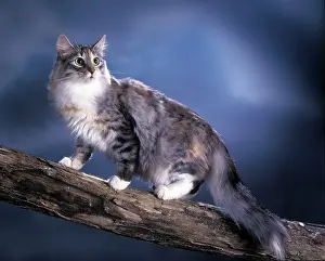 Skogkatter: Norwegian Forest Cat