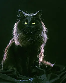 Menacing: Norwegian Forest Cat