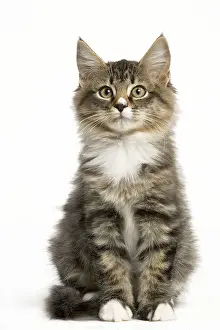 Skogkatt: Norwegian Forest Cat