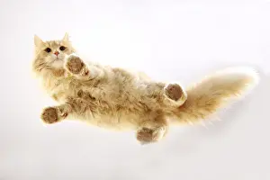 Studio Background: Norwegian Forest Cat