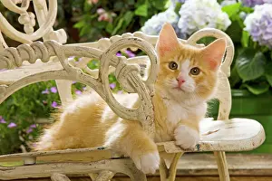 Norweigan: Norwegian Forest Cat - on chair
