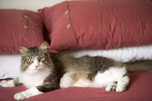 Owners: Norwegian Forest Cat - in house lying on owners bed