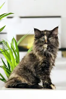 Skogkatt: Norwegian Forest Cat - kitten at 10 weeks