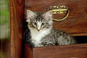 Chest: Norwegian Forest Cat - Kitten 2 months old