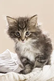 250517: Norwegian Forest Cat, kitten