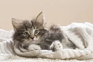 250517: Norwegian Forest Cat, kitten