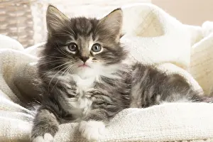 250517: Norwegian Forest Cat, kitten
