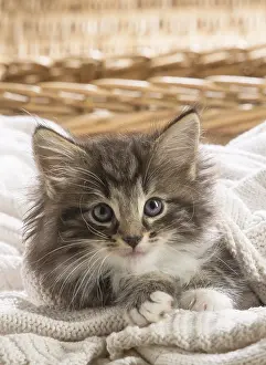 250517: Norwegian Forest Cat, kitten