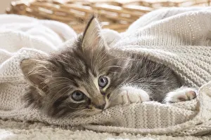 250517: Norwegian Forest Cat, kitten