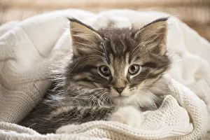 250517: Norwegian Forest Cat, kitten