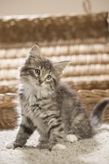 250517: Norwegian Forest Cat, kitten