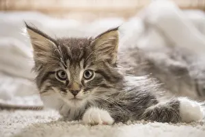 250517: Norwegian Forest Cat, kitten