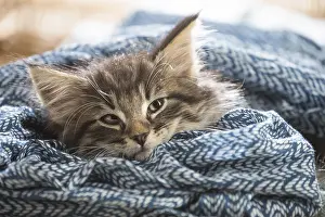 250517: Norwegian Forest Cat, kitten