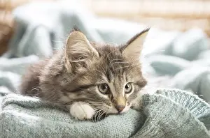 250517: Norwegian Forest Cat, kitten