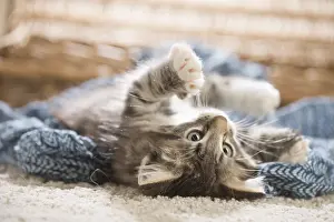 250517: Norwegian Forest Cat, kitten