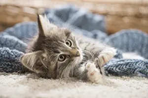 250517: Norwegian Forest Cat, kitten