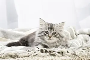 270318: Norwegian Forest Cat, kitten