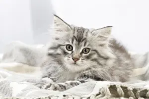 270318: Norwegian Forest Cat, kitten