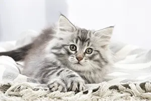 270318: Norwegian Forest Cat, kitten
