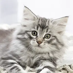 270318: Norwegian Forest Cat, kitten