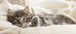 250517: Norwegian Forest Cat, kitten