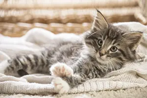 250517: Norwegian Forest Cat, kitten