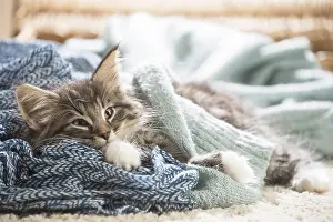 250517: Norwegian Forest Cat, kitten