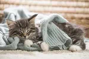 250517: Norwegian Forest Cat, kitten