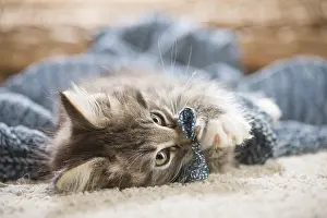 250517: Norwegian Forest Cat, kitten