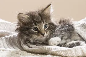 250517: Norwegian Forest Cat, kitten