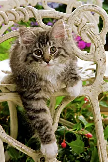 Norweigan: Norwegian Forest Cat - kitten on chair