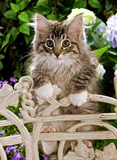 Norweigan: Norwegian Forest Cat - kitten climbing on chair