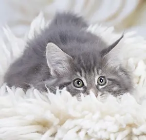 Cute Kittens By Jean-Michel Labat: Norwegian Forest Cat, kitten on fluffy rug